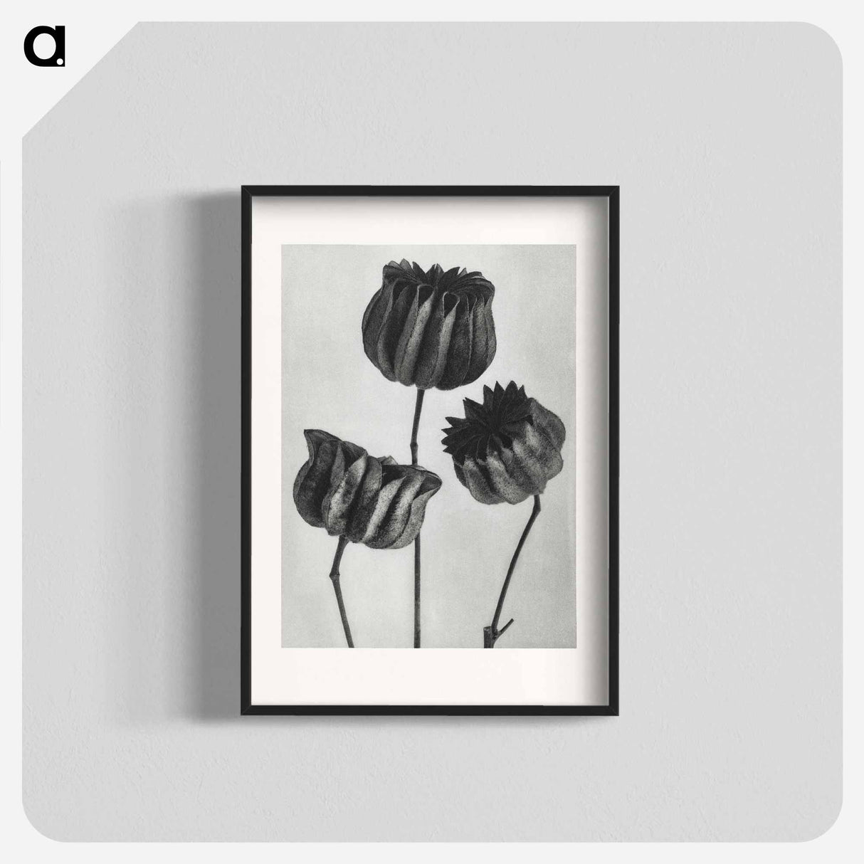 アートポスター-Abutilon (Lime Mallow) pod enlarged six times from Urformen der Kunst by Karl Blossfeldt - カール ブロスフェルト Poster.