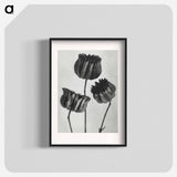 アートポスター-Abutilon (Lime Mallow) pod enlarged six times from Urformen der Kunst by Karl Blossfeldt - カール ブロスフェルト Poster.