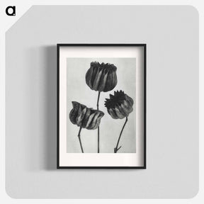 アートポスター-Abutilon (Lime Mallow) pod enlarged six times from Urformen der Kunst by Karl Blossfeldt - カール ブロスフェルト Poster.