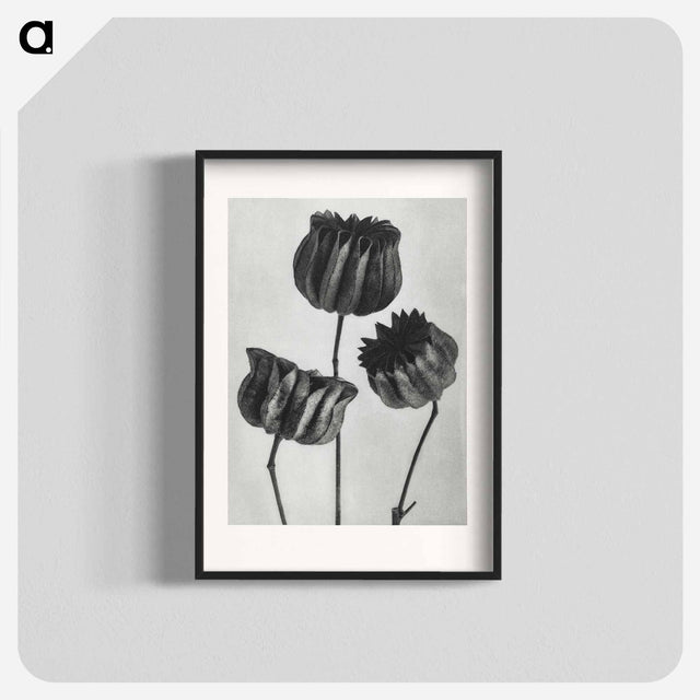 アートポスター-Abutilon (Lime Mallow) pod enlarged six times from Urformen der Kunst by Karl Blossfeldt - カール ブロスフェルト Poster.
