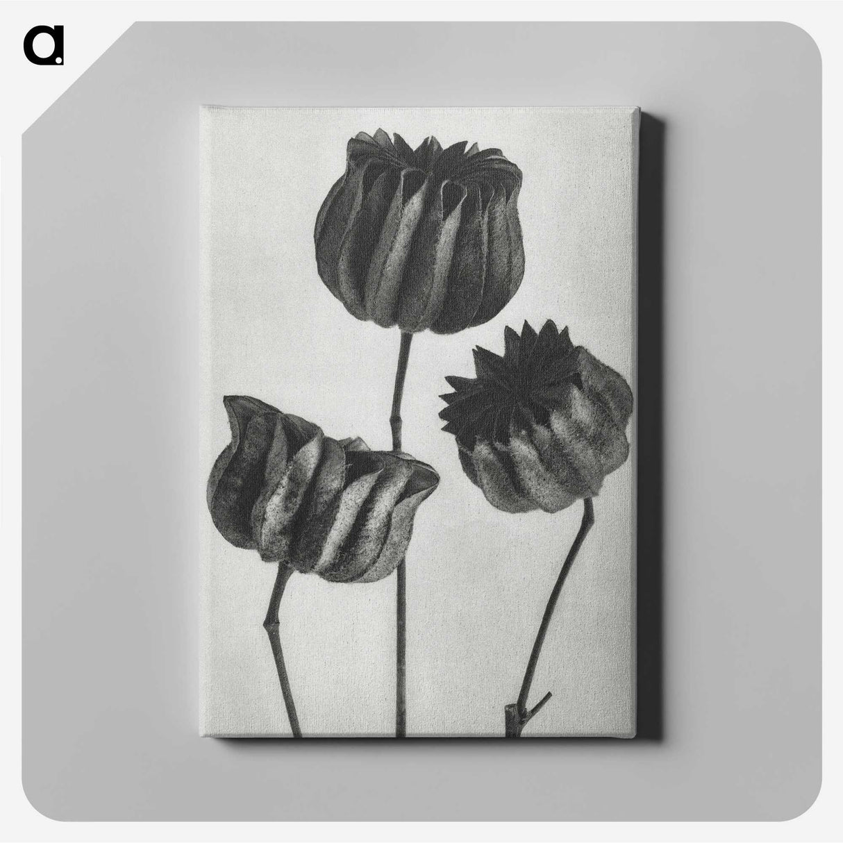 1-2_Karl-Blossfeldt_canvas