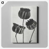 1-2_Karl-Blossfeldt_canvas