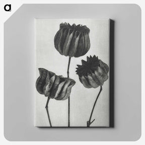 1-2_Karl-Blossfeldt_canvas