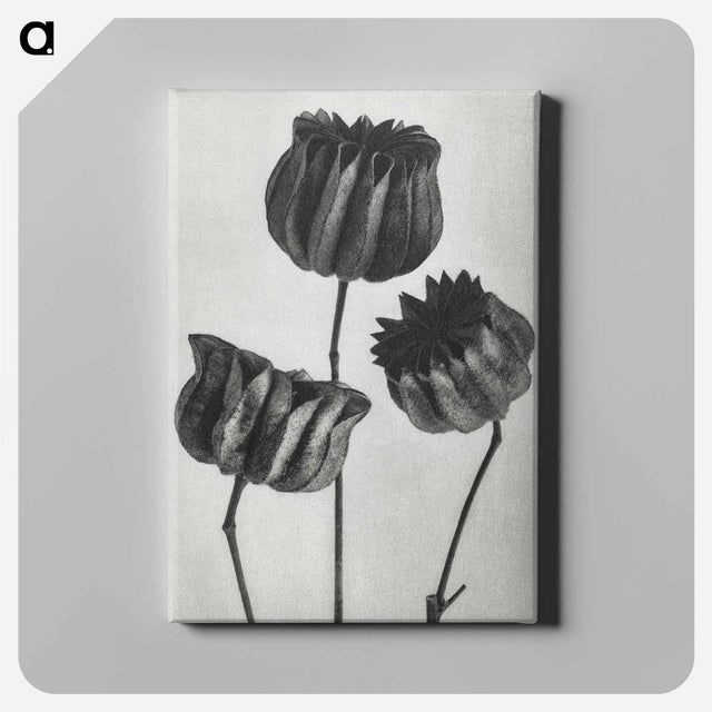 アートパネル-Abutilon (Lime Mallow) pod enlarged six times from Urformen der Kunst by Karl Blossfeldt - カール ブロスフェルト Canvas.
