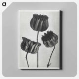 Abutilon (Lime Mallow) enlarged six times from Urformen der Kunst by Karl Blossfeldt - Karl Blossfeldt Canvas.