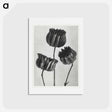 アートポストカード-Abutilon (Lime Mallow) pod enlarged six times from Urformen der Kunst by Karl Blossfeldt - カール ブロスフェルト Postcard.