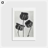 アートポストカード-Abutilon (Lime Mallow) pod enlarged six times from Urformen der Kunst by Karl Blossfeldt - カール ブロスフェルト Postcard.