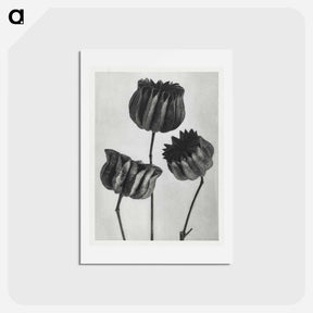 アートポストカード-Abutilon (Lime Mallow) pod enlarged six times from Urformen der Kunst by Karl Blossfeldt - カール ブロスフェルト Postcard.
