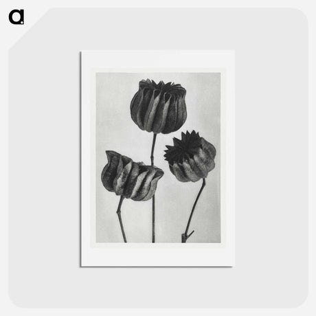 アートポストカード-Abutilon (Lime Mallow) pod enlarged six times from Urformen der Kunst by Karl Blossfeldt - カール ブロスフェルト Postcard.