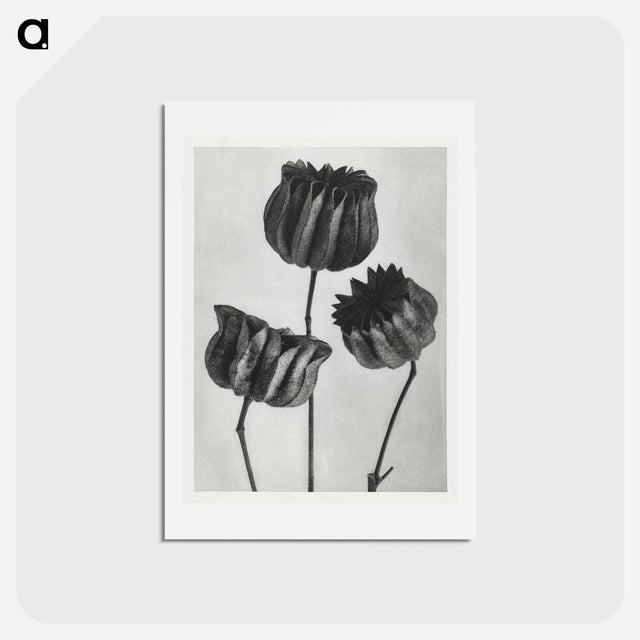 アートポストカード-Abutilon (Lime Mallow) pod enlarged six times from Urformen der Kunst by Karl Blossfeldt - カール ブロスフェルト Postcard.