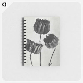1-2_Karl-Blossfeldt_memo