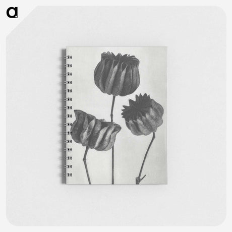 1-2_Karl-Blossfeldt_memo
