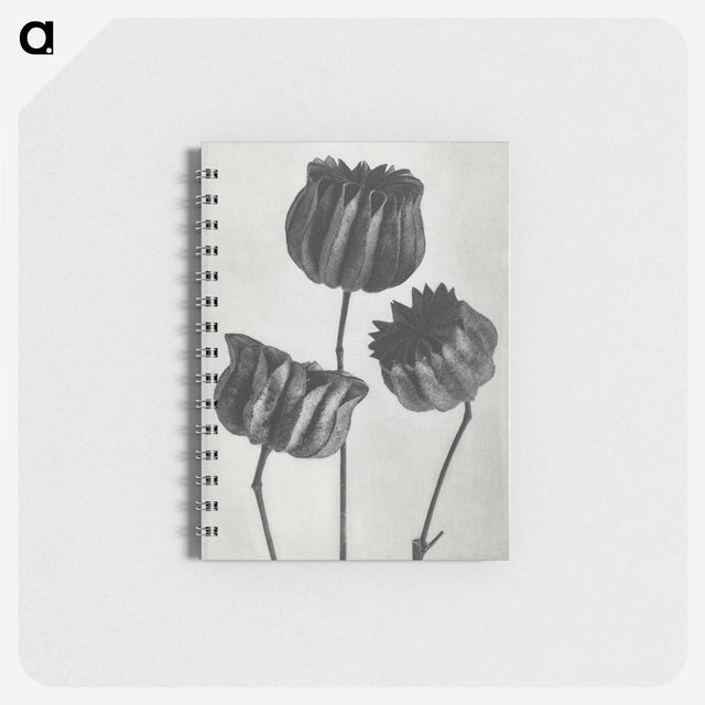 1-2_Karl-Blossfeldt_memo