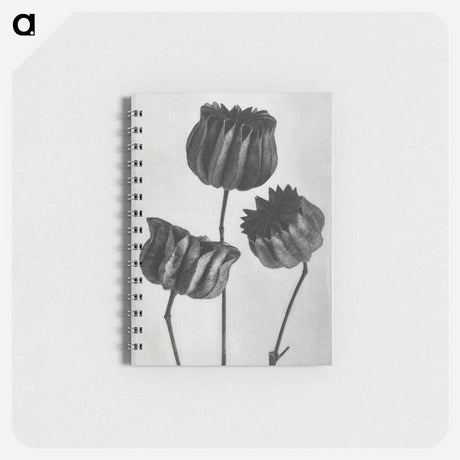 アートメモ帳-Abutilon (Lime Mallow) pod enlarged six times from Urformen der Kunst by Karl Blossfeldt - カール ブロスフェルト Memo.