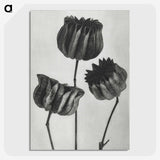 1-2_Karl-Blossfeldt_picture-crop