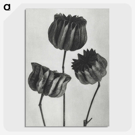 1-2_Karl-Blossfeldt_picture-crop