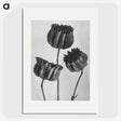 1-2_Karl-Blossfeldt_picture