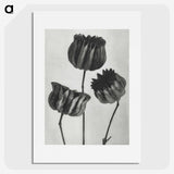 1-2_Karl-Blossfeldt_picture