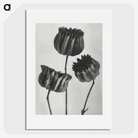 1-2_Karl-Blossfeldt_picture