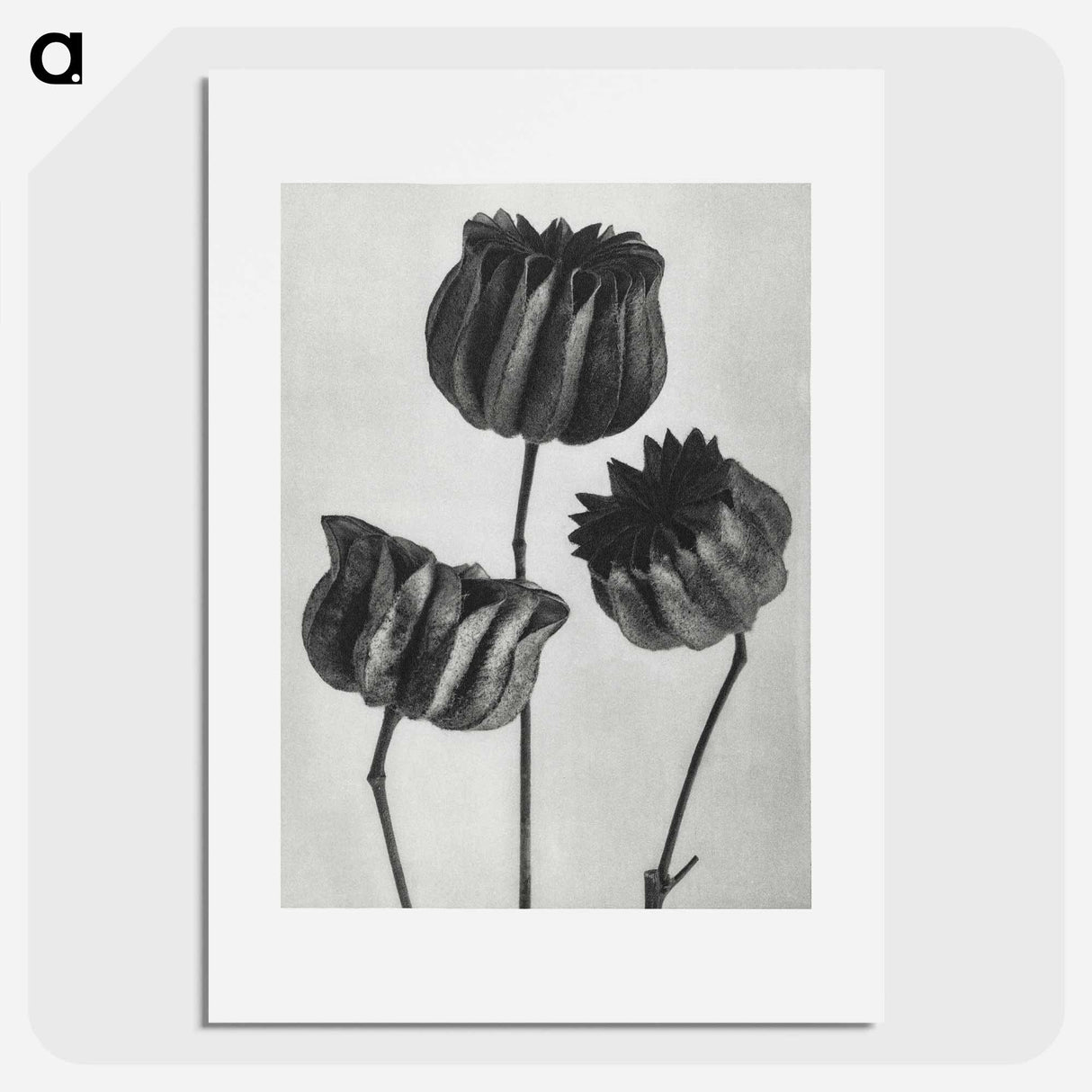 アートポスター-Abutilon (Lime Mallow) pod enlarged six times from Urformen der Kunst by Karl Blossfeldt - カール ブロスフェルト Poster.