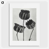 アートポスター-Abutilon (Lime Mallow) pod enlarged six times from Urformen der Kunst by Karl Blossfeldt - カール ブロスフェルト Poster.