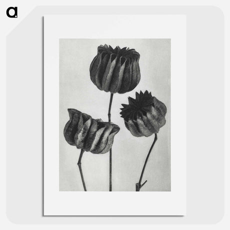 アートポスター-Abutilon (Lime Mallow) pod enlarged six times from Urformen der Kunst by Karl Blossfeldt - カール ブロスフェルト Poster.