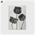 1-2_Karl-Blossfeldt_postcard