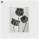 アートポストカード-Abutilon (Lime Mallow) pod enlarged six times from Urformen der Kunst by Karl Blossfeldt - カール ブロスフェルト Postcard.