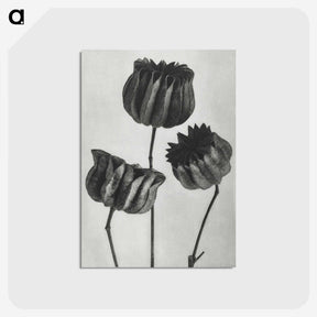 1-2_Karl-Blossfeldt_postcard