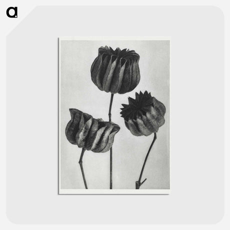 アートポストカード-Abutilon (Lime Mallow) pod enlarged six times from Urformen der Kunst by Karl Blossfeldt - カール ブロスフェルト Postcard.