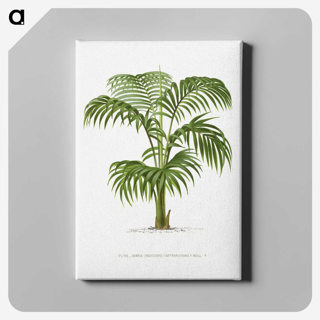 1-2_Les-Palmiers-Histoire-Iconographique_canvas