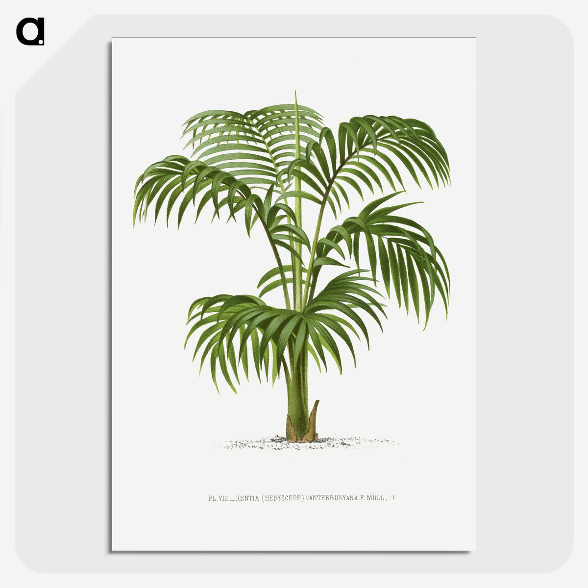 1-2_Les-Palmiers-Histoire-Iconographique_picture-crop
