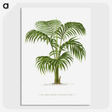 1-2_Les-Palmiers-Histoire-Iconographique_picture-crop