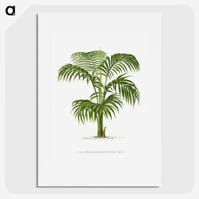 1-2_Les-Palmiers-Histoire-Iconographique_picture