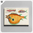 アートパネル-Moluccan Fishes
 - ルイ ルナール Canvas.