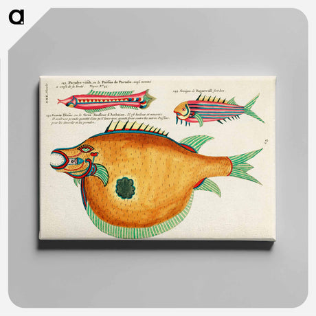 アートパネル-Moluccan Fishes
 - ルイ ルナール Canvas.