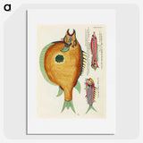1-2_Louis-Renard_picture