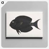 アートパネル-Unidentified Fish
 - ルイージ バルガーニ Canvas.