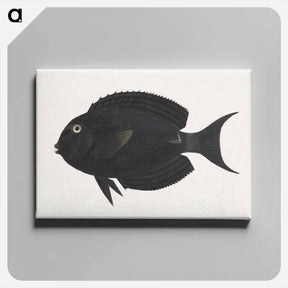 アートパネル-Unidentified Fish
 - ルイージ バルガーニ Canvas.