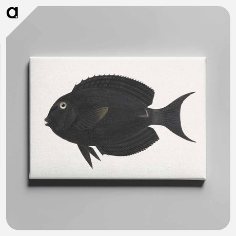 アートパネル-Unidentified Fish
 - ルイージ バルガーニ Canvas.