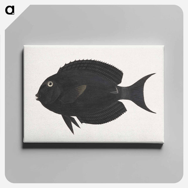 アートパネル-Unidentified Fish
 - ルイージ バルガーニ Canvas.