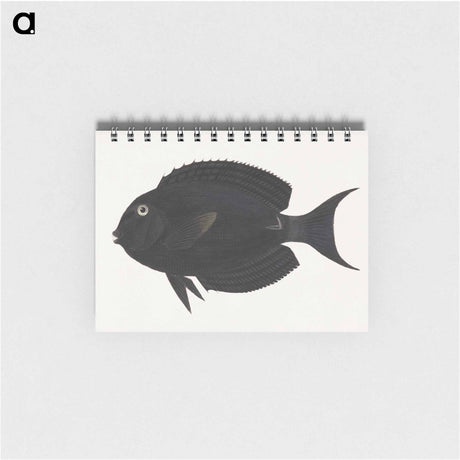 アートメモ帳-Unidentified Fish
 - ルイージ バルガーニ Memo.