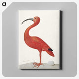 1-2_Maria-Sibylla-Merian_canvas
