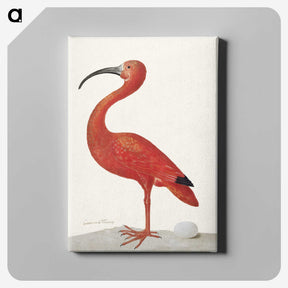 1-2_Maria-Sibylla-Merian_canvas