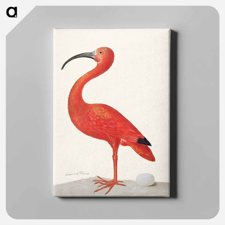 アートパネル-Scarlet Ibis with an Egg
 - マリア ジビーラ メーリアン Canvas.