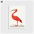 アートポストカード-Scarlet Ibis with an Egg
 - マリア ジビーラ メーリアン Postcard.