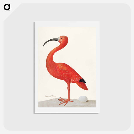 アートポストカード-Scarlet Ibis with an Egg
 - マリア ジビーラ メーリアン Postcard.