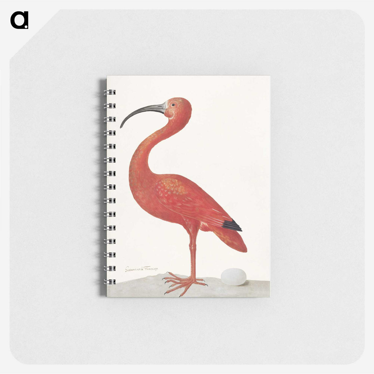 1-2_Maria-Sibylla-Merian_memo
