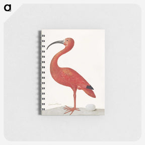 1-2_Maria-Sibylla-Merian_memo