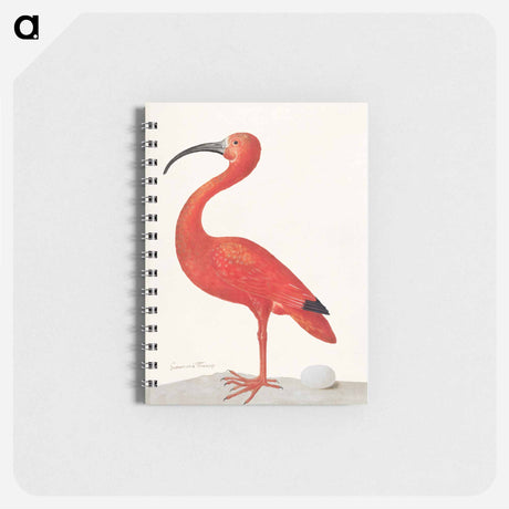 アートメモ帳-Scarlet Ibis with an Egg
 - マリア ジビーラ メーリアン Memo.